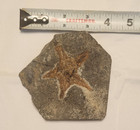2 5  Brittlestar Petraster Starfish Fossil Ordovician Age Blekus - Morocco