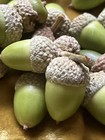 2 Lbs Pounds Green Acorns Fresh White   Red Oak 2025 Drop Oak Acorn Quercus New