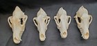  4  Real Coyote Skulls Damaged Lot  beetle Cleaned  Taxidermy Art
