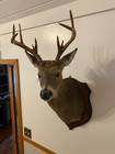 Whitetail Deer Buck Shoulder Wall Mount Taxidermy Lodge Cabin Country Home Decor
