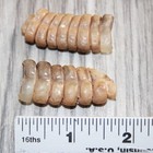 2 Rattlesnake Rattles   266    Taxidermy Diamondback Sidewinder