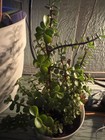Flower Plants Live Outdoor