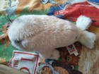 Webkinz Ganz Sparkle Harp Seal No Code Plush Only Hm686 Toy Rare Hard To Find