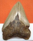 Megalodon Shark Tooth - Real Fossil - 3 66 - Shark Teeth - No Restorations