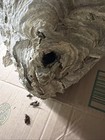 Large 12    Yellow Jacket Hornets Nest W  Specimen - Branch - Educational  Etc 