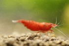 20 2 Fire Red Cherry - Freshwater Neocaridina Aquarium Shrimp  Live Guarantee