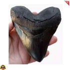 Megalodon  carcharodon Megalodon  Tooth 5 5 Inch Black With Serrations  126 Fast