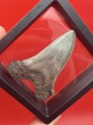 Angustidens Shark Tooth - Megalodon Ancestor Serrated Killer Shark Tooth Sc