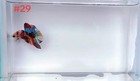 Betta Nemo Multi Male Live Fish High Quality 29