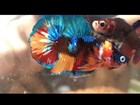 Koi Nemo Plakat Male Betta