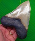 5 58    Megalodon Tooth Sharks Teeth - Real Fossil Megladone Jaw