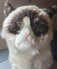 Gund Grumpy Cat 4040133  9    Plush Stuffed Animal Plush Toy New With Tags