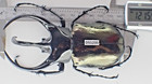 D51235  Insects  Dynastidae  Chalcosoma Chiron Sp  Vietnam Central  121mm  Nice 
