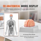 Uimoso Human Brain Model Anatomy Teaching Brain Model 9-part Labeled Life Size