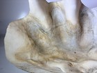 Natural Giant Clam Shell Tridacna Gigas 20x12x7  Seashell 22 Lbs