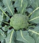 Rainbow Blend Cauliflower - Broccoli Mixed Colors   300 Seeds   Non-gmo  Usa