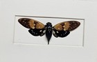 Real Framed Butterfly Cicada From Southeast  Asia In Custom Shadowbox