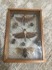 Rare Vintage Unique Oddities Entomology Bugs Framed