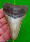 Megalodon Shark Tooth  Real Fossil 3 42      Serrated - No Restorations