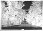 Plate Glass Photo Antique Negative Black And White 13x18 Cm Colmar Garden Public