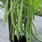 105  Beans Seedss  phaseolus Vulgaris  Bundling 3 Cultivar Garden Package