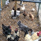 5  Fertile Chicken Hatching Eggs Barnyard Mix crested easter rare Breed Possible