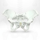 Spine Pelvis Model High Simulation Anatomical Anatomical Model Long-lasting