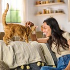 Meow Mix Original Choice Dry Cat Food  16 Lb  Bag Pack Of 2