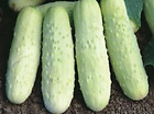 100  White Wonder Cucumber Seeds - Heirloom - Organic - Non Gmo ----------- Rare