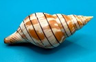 Cinctura Tortugana 103 9mm     Pulley Ridge  260 Ft  Trap Collected