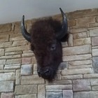 American Buffalo   Bison Head - New