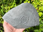 Bundenbach Trilobite Rhenops Ventral Germany Devonian Age Bug In Matrix
