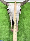 Vintage Cow Skull L 21    W 22    Rustic Skull Horns Decor  Central Tx Natural Find