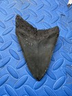 5 Inch Megalodon Shark Tooth Fossil From Sc