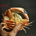 Crab Specimen Real Calappa Japonica  Minor Flaw Taxidermy   Display Box