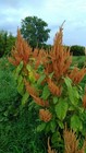 Giant Golden Amaranth--2 000 Seeds--organically Grown--non-gmo  Heirloom
