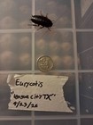 Skunk Roach  league City  Tx  10 