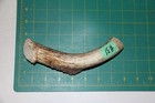 Large Straight Deer Antler Dog Chew  31   Bone Chews Deer Elk Treats Deer 207