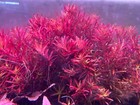 2x Rotala Blood Red Sg Variant Rare Live Aquarium Plants