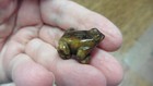  y-fro-500  Frog Carving Tigereye Brown Gem Stone Gemstone Figurine 1  Frogs