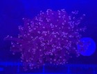 Wysiwyg Purple Frogspawn Live Lps Frag Coral Saltwater Reef Aquarium