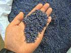 Fragrant Lavender Buds Natural Dried Flowers Wholesale  Ultra Blue Grade - 1 2 P