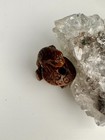 Antique Japanese Wood Netsuke Frog Signed Masakazu Edo Period