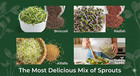 Todd s Seeds Sprouting Seed Mix  Broccoli  Radish  Alfalfa  Non-gmo 1 4 Pound