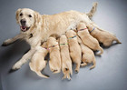 12 Pcs set Soft Nylon Puppy Id Collar Adjustable Whelping Breakaway Litter New