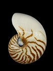 Chambered Nautilus Shell Half 