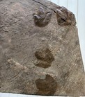 Nice Triassic Dinosaur Footprint Fossil Trackway Plate Pennsylvania 