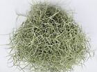 Fresh Live Spanish Moss For Orchids - Gallon Bag - Pets  Orchids  Decor  Crafts