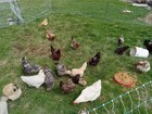 12 Fertilized Chicken Eggs For Hatching Barnyard Mix With Rainbow Of Egg Colors