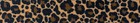 Country Brook Design   1 2 Inch Leopard Print Lite Tape  10 Yards